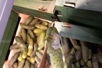 anpc a controlat peste 1 700 de companii saptamana aceasta si a dat 1 185 de amenzi 68e9336d5ab45