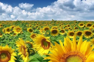 harta dezastrului in agricultura cum arata culturile de porumb si floarea soarelui 68e56b7446522