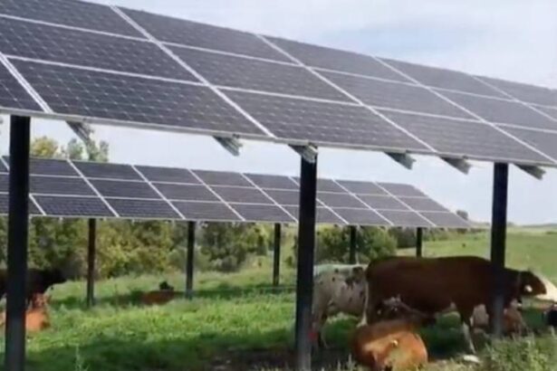 primaria turceni ia un imprumut de 380 de milioane de euro de la bei pentru construirea de proiecte fotovoltaice pe sute de hectare de teren 68eea0ab99004