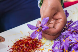 video cel mai scump condiment din lume este cultivat si in romania un singur gram de aur rosu este obtinut din 150 de flori 68f889494e190