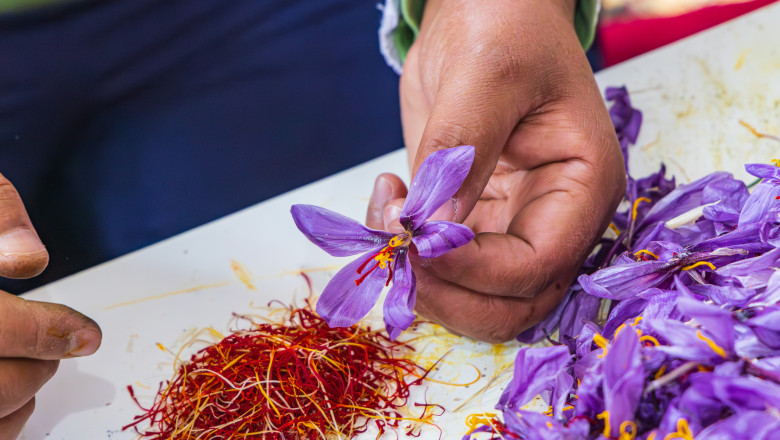 video cel mai scump condiment din lume este cultivat si in romania un singur gram de aur rosu este obtinut din 150 de flori 68f889494e190