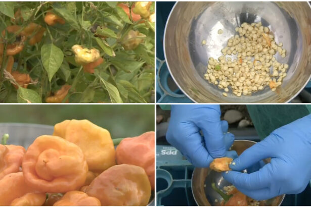 video un soi de ardei iute creat in romania ar putea deveni cel mai picant din lume abia putem folosi degetele dupa ce lucram cu el 68de73f318745