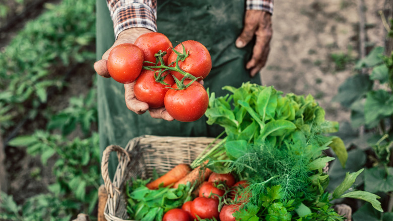 ministerul agriculturii a finalizat platile catre producatorii din sere si solarii 300 de milioane de lei pentru legumele romanesti 69268a9ab8fd7
