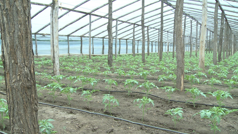 video guvernul introduce impozitul pe sere si solarii scumpiri in piete din ianuarie ce spun fermierii 6925d1734fe01