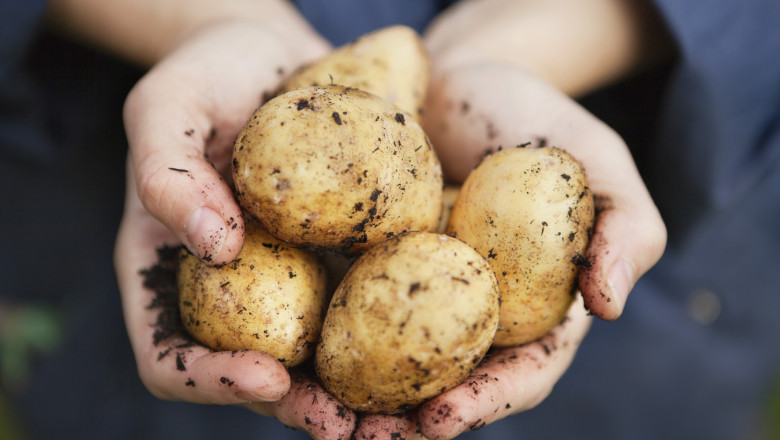 fermierii romani care cultiva cartofi pot primi finantare de pana la 2 milioane de euro proiectele pot fi depuse din ianuarie 2026 6953e58f5c824