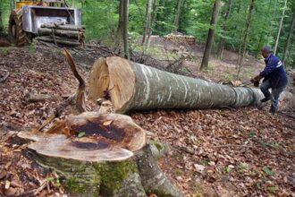 romsilva vinde lemn pentru foc incepand din acest an prin magazinul sau online 6946af95d476c