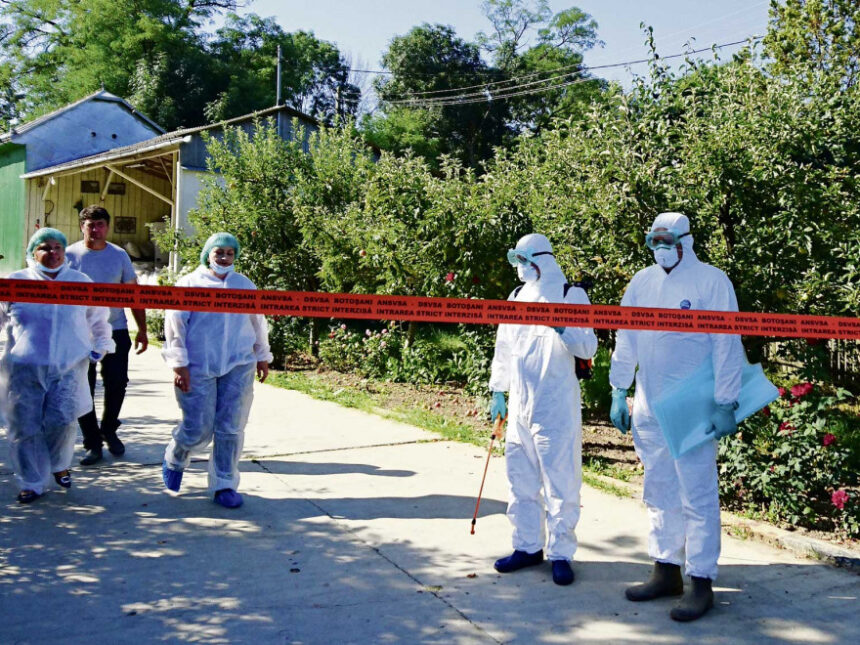 cat de tare a lovit anul trecut pesta porcina africana romania se confrunta cu o dublare a numaruui de focare la porcii domestici 6966aacd90f2d