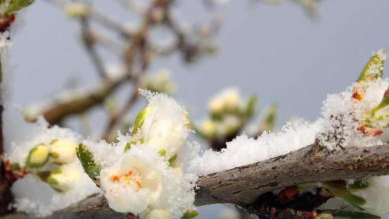 guvernul acorda sprijin financiar de urgenta pomicultorilor afectati de inghetul tarziu din primavara lui 2025 6984af9821a45