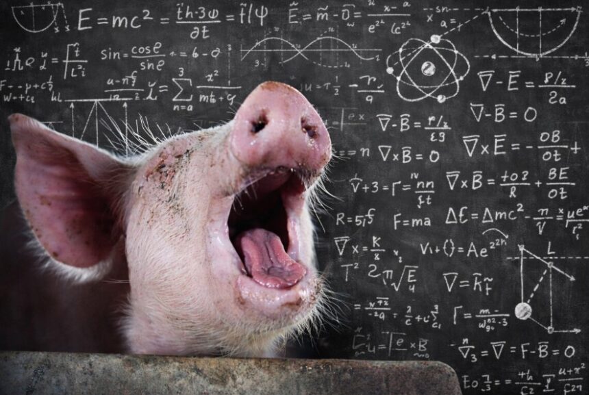 paradoxul porcului romanesc pretul carnii de porc la poarta fermei este mai mic cu aproape 2 lei kg sub costul de productie apcpr 699ed76f89898