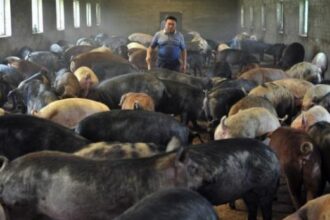 apia a inceput eliberarea adeverintelor pentru beneficiarii interventiei privind bunastarea porcinelor si pasarilor care vor sa acceseze credite 69a99be13528e