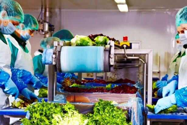 peste 120 de milioane de lei din salata eisberg liderul pietei de salate gata de consum creste si in 2025 69b9622846397