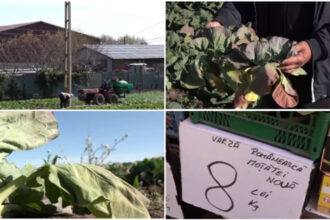 video varza de primavara compromisa de vreme cum arata acum culturile din dolj ramanem iar cu ea pe camp 69eee2517d577