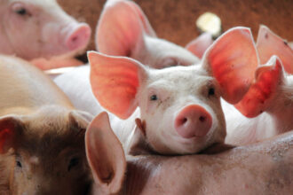 madr pregateste ajutoare pentru prevenirea pestei porcine africane bugetul total alocat schemei este de 125 de milioane de lei 6a2ab45e04d9c