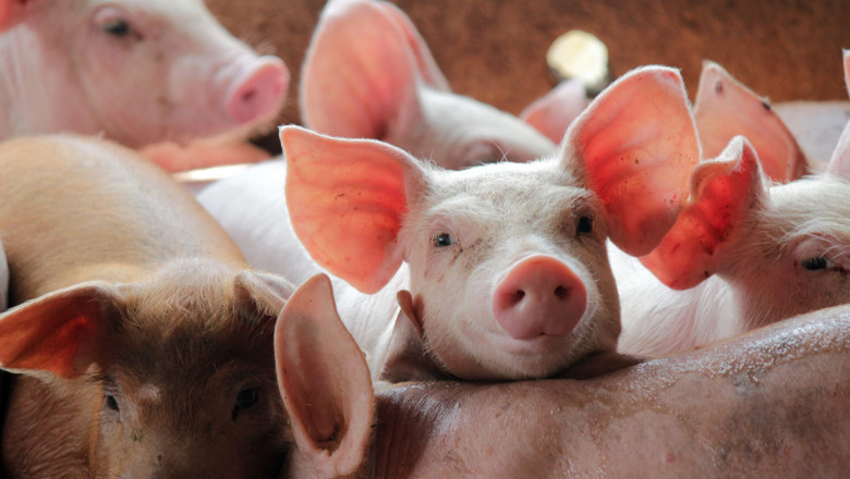 madr pregateste ajutoare pentru prevenirea pestei porcine africane bugetul total alocat schemei este de 125 de milioane de lei 6a2ab45e04d9c